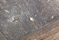 Lepisma