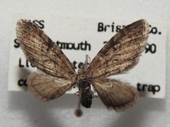 Eupithecia swettii