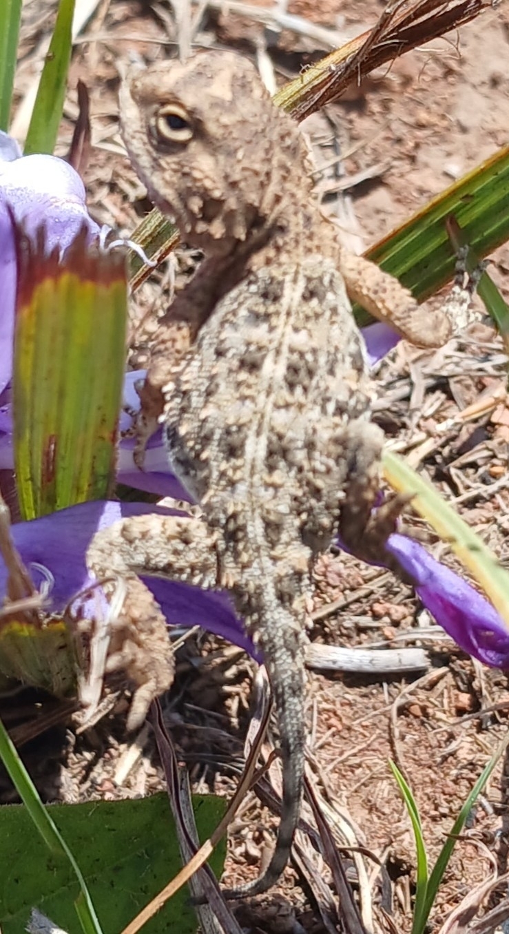 Agama aculeata Merrem, 1820