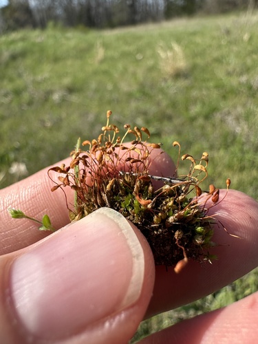 funaria moss