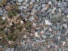 Cerastium nigrescens arcticum