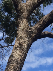 Eucalyptus goniocalyx