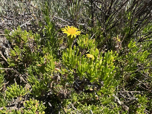 Golden Samphire (Limbarda crithmoides)