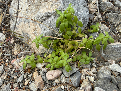 Rillita Pellitory (Parietaria hespera)