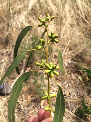 Eucalyptus goniocalyx