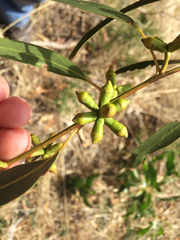 Eucalyptus goniocalyx