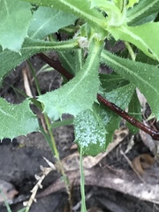 Hazardia squarrosa grindelioides