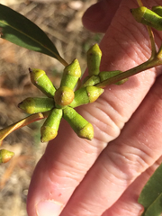 Eucalyptus goniocalyx