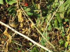 Vireo bellii