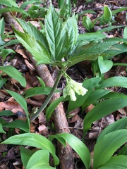 Cardamine enneaphyllos