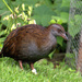 North Island Weka - Photo (c) Oscar Thomas, some rights reserved (CC BY-NC-ND), uploaded by Oscar Thomas