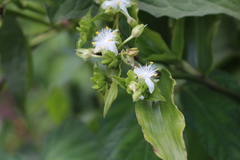 Tradescantia umbraculifera