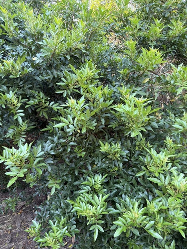Schinus terebinthifolia observed 2026-04-07