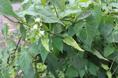Tradescantia umbraculifera
