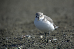 Anarhynchus frontalis