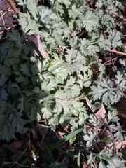 Artemisia vulgaris