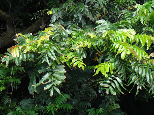 Pometia pinnata
