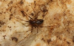 Megalepthyphantes lydiae