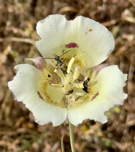 Superb Mariposa Lily (Calochortus superbus)