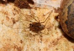 Megalepthyphantes lydiae