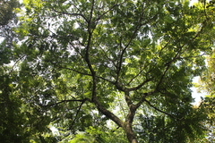 Cedrela fissilis