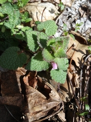 Lamium purpureum