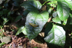 Vaginulus taunaisii