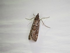Achyra affinitalis