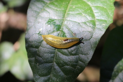Vaginulus taunaisii