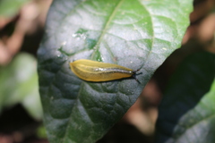 Vaginulus taunaisii