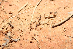 Labidus
