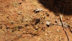 Labidus
