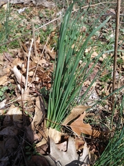Allium vineale