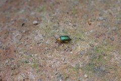 Metaxyonycha chloroptera