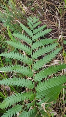 Anchistea virginica image