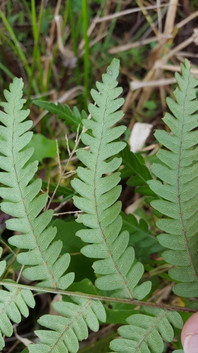 Anchistea virginica image