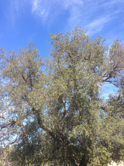 Quercus agrifolia oxyadenia