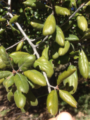 Quercus agrifolia oxyadenia