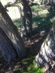 Quercus agrifolia oxyadenia