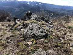 Lomatium hendersonii