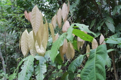 Matayba scrobiculata