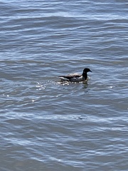 Branta bernicla