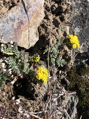 Lomatium hendersonii