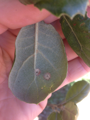 Quercus agrifolia oxyadenia