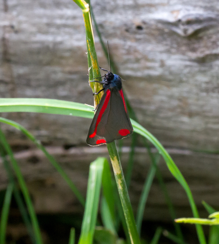 Cinnabar moth, Krimpen aan de Lek, Nederland, photo 5 of 10