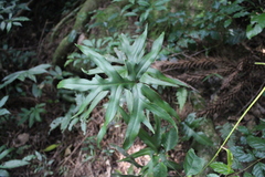 Doryopteris