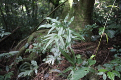 Doryopteris