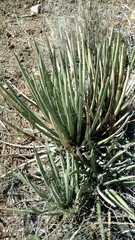 Agave schottii schottii