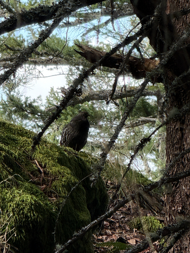 Sooty Grouse (Dendragapus fuliginosus), photo 7