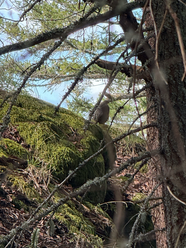 Sooty Grouse (Dendragapus fuliginosus), photo 8
